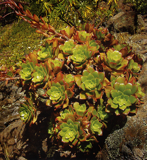 اونیوم دکوریوم 